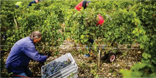  ?? ?? En Gironde, environ 3.800 offres d’emplois viticoles sont proposées chaque année selon la préfecture. (Crédits : Agence Appa/Thibaud Moritz)