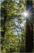  ?? Foto: fotolia ?? Ein Spaziergan­g im Wald kann beruhi gen, oft sogar heilen.