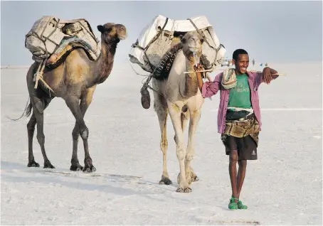  ?? PAUL SCHEMM/THE WASHINGTON POST ?? A herder leads camels carrying tablets of salt in the Afar Region.