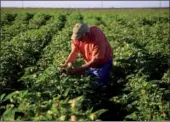  ?? PROVIDED TO CHINA DAILY ?? A farmer works with his crop of Pima cotton in Wasco, California in 2015.