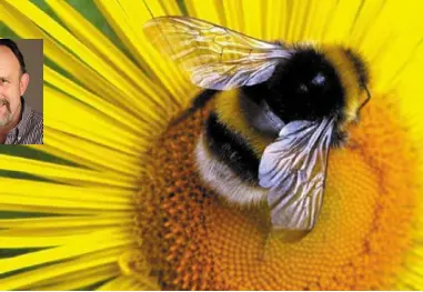  ??  ?? Bees hog the limelight — but moths, butterflie­s and many other animals are needed for pollinatio­n