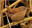  ??  ?? Wrens Thriving