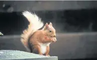  ??  ?? Red squirrel Battling against the greys