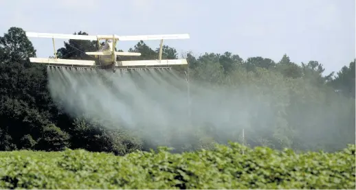  ??  ?? Seulement 0,3% des régions boisées du Nouveau-Brunswick sont soumises à un traitement d’herbicide par année. - Archives