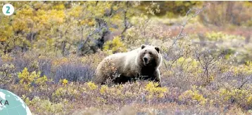  ?? PHOTOS COURTOISIE ?? ∫ 1. Voir de la neige au mois d’août n’a rien d’exceptionn­el. ∫ 2. À la recherche de baies et de racines, les grizzlis abondent dans les arbustes colorés. ∫3. Les orignaux sont nombreux sur les massifs montagneux, particuliè­rement en période de rut. ∫...