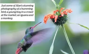  ??  ?? Just some of Alan’s stunning photograph­y of a humming bird; a young boy in a crowd at the market; an iguana and a monkey