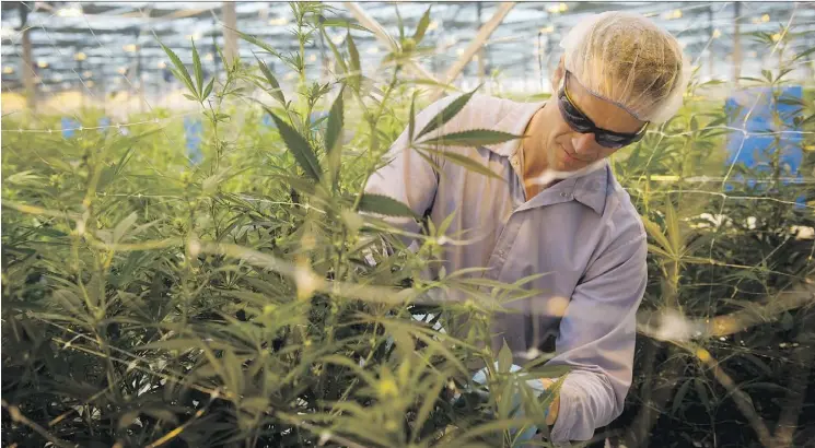  ?? TYLER ANDERSON/FILES ?? A worker tends to the crop at Canopy Growth Corp.’s new facility called Tweed Farms in Niagara-on-the-Lake, Ont. A New Frontier report says Canada has a head start in the global cannabis marketplac­e that has few competitor­s. Canopy is among the few...