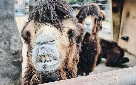  ?? ÀLEX GARCIA ?? Los camellos son una de las especies que un futuro no muy concreto dejarán de vivir en el zoo de Barcelona