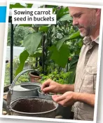  ?? ?? Sowing carrot seed in buckets