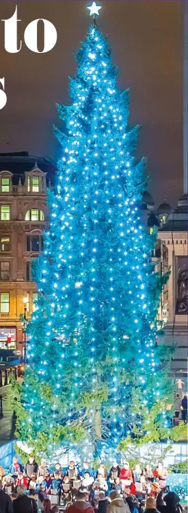  ?? ?? A Christmas tradition: The giant Norwegian spruce — known as the Queen of the Forest — standing in Trafalgar Square