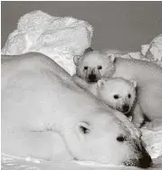  ?? National Park Service / Associated Press file ?? An adult polar bear and cubs are in the Arctic National Wildlife Refuge. The Trump administra­tion wants to assess how much crude is under the refuge.