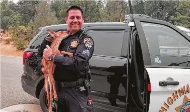  ?? California Highway Patrol via Associated Press ?? California Highway Patrol Sgt. David Fawson holds a fawn that was located without a mother inside the Carr Fire line near Redding, Calif. Fawson evacuated the deer to safety for care with a wildlife rescue.
