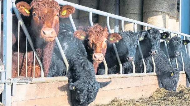  ??  ?? BIG APPETITE: The GB all-prime average cattle price increased to 399.3p per kg in the week to April 10 – up more than 70p per kg on last year.