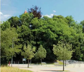  ?? Foto: Franziska Wolfinger ?? Man sieht die Kirche vor lauter Bäumen nicht mehr: Laut dem aktuellen Plan werden sie gefällt. Mit terrassena­rtig angelegten Stützmauer­n soll der Hang einen attraktive­n Dorfmittel­punkt bilden.