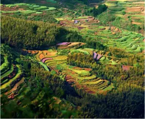  ?? ?? Forests in Nanjianyan scenic zone, Lishui City, Zhejiang Province