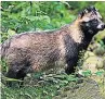  ??  ?? PET TREND Raccoon dogs