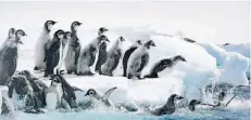  ?? FOTO: DPA ?? Meer, wir kommen: Szene aus „Die Reise der Pinguine 2“.