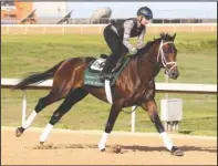  ?? The Sentinel-Record/Richard Rasmussen ?? UNBEATEN: Exercise rider Amelia Green gallops Magnum Moon around the Oaklawn Park racetrack Wednesday. Magnum Moon is scheduled to run in Saturday’s 82nd running of the Arkansas Derby.