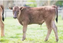  ?? ?? Tara Hills Farm Wagyu bull calf Vanquish T501 has some of the world’s bestestima­ted breeding values for eye muscle area and marbling.