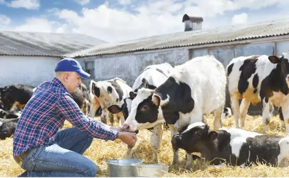  ??  ?? The majority of feed consumed by cattle should be forage.