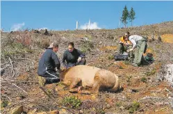  ??  ?? The Fish and Wildlife Service partners with tribes in the Pacific Region to assist with species monitoring and habitat conservati­on. Here, they tag an elk with a GPS collar to track migration patterns.