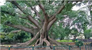  ??  ?? White Silk Cotton Tree at Lalbagh Botanical Garden