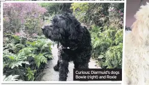  ??  ?? Curious: Diarmuid’s dogs Bowie (right) and Roxie