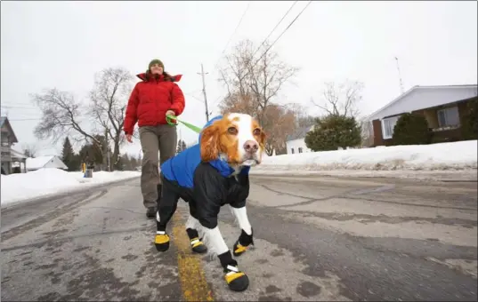  ?? TREVOR LUSH, GETTY IMAGES ?? Booties and a coat will help your dog stay warm and protected this winter.