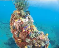  ?? Photo courtesy
of EL NIDO RESORTS ?? An underwater community in Bacuit Bay with the most colorful inhabitant­s.