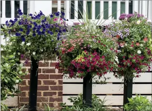  ?? COURTESY OF NORMAN WINTER ?? Superbells calibracho­a varieties Blue Moon Punch, Red, Hollywood Star and Grape Punch combine with Supertunia petunias, Superbena verbenas and Sunstar Pentas in these three border columns featuring large baskets.