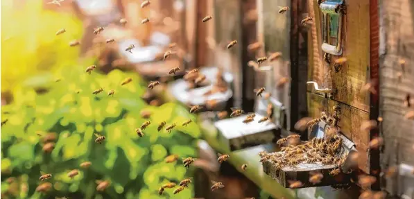  ??  ?? Beim Imkerverei­n Stauden bietet sich die Möglichkei­t, einen Bienenstan­d selbst zu bauen. Dieser Service soll die Imkerei für Neulinge attraktiv machen.