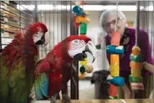  ?? CP PHOTO ?? Volunteer Jan Robson checks on a pair of green-wing macaws at a warehouse where 95 birds awaiting adoption are being housed by the Greyhaven Exotic Bird Sanctuary in Vancouver.