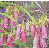  ??  ?? Die Form der Campanula punctata erinnert an eine Glocke oder an einen Octopus.