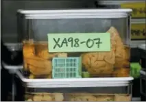  ?? TERESA CRAWFORD — THE ASSOCIATED PRESS ?? This photo shows slices of human brains researcher­s at Northweste­rn University are using to study Alzheimer’s disease in Chicago.