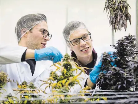  ?? JULIE JOCSAK THE ST. CATHARINES STANDARD ?? Niagara College students Mason Wyatt, left, and Max Hicks, check out some of the cannabis during the first harvest at Niagara College.