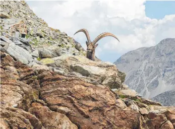  ?? FOTOS: DANIEL GODLI ?? Neugierig lugt dieses Prachtexem­plar von Steinbock hinterm Fels hervor.