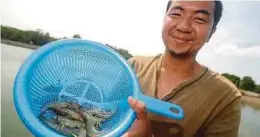  ?? PIC BY MOHD SYAFIQ RIDZUAN AMBAK ?? Shrimp farmer Mohd Sulaiman Umar at his farm in Marang.