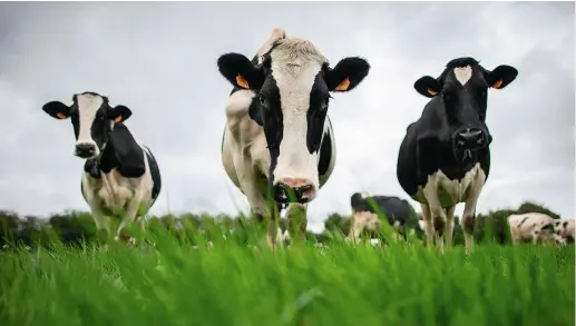  ??  ?? La méthode pourrait faciliter l’adaptation des bovins, mais aussi d’autres espèces, au changement climatique.