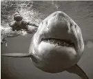  ?? Juan Oliphant / Associated Press file photo ?? Ocean Ramsey, a shark researcher and advocate, swims with a large great white shark off the shore of Oahu.