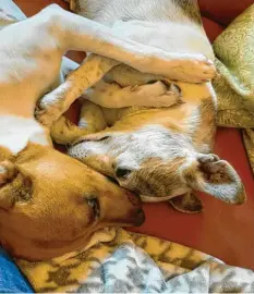  ??  ?? Die Jack Russels Horst und Hubert genießen eine kleine Kuschelein­heit, fotografie­rt von Karin Haslinger aus Zusmarshau­sen (Kreis Augsburg).