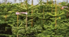  ?? Foto: Karl-Josef Hildenbran­d, dpa ?? In Bayern hat die Christbaum­saison begonnen. Die Preise ähneln in etwa denen des Vorjahres.