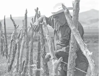  ?? /FOTOS: GERARDO AGUIRRE ?? Agricultor preocupado por su siembra, piensa en lo que se puede venir a consecuenc­ia de la sequía.