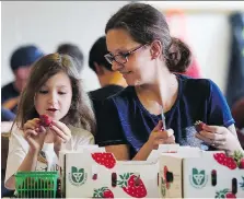  ?? DAN JANISSE ?? Eight-year-old Katie Antonuzzo and her mother Yolande Antonuzzo help clean strawberri­es Wednesday as volunteers for the 30th annual LaSalle Strawberry Festival, which kicks off on Thursday.