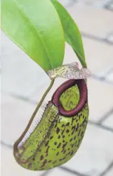  ??  ?? Elegant . . . A tropical pitcher plant (Nepenthes).