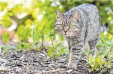  ?? FOTO: FRANZISKA GABBERT/DPA ?? Bei Katzen besser abwägen: Ein Tracker-Halsband kann für sie zur tödlichen Gefahr werden, wenn sie irgendwo hängen bleiben.