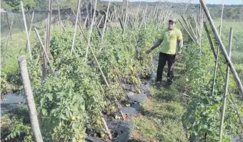  ??  ?? El productor Juan Vázquez muestra su producción, que en gran parte sufrió el perjuicio de plagas. El departamen­to de Caaguazú es conocido por su gran cantidad de producción de tomates.