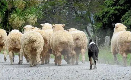  ?? PHOTO: FAIRFAX NZ ?? OFF DOWN THE ROAD: New Zealand’s once mighty sheep flock has been sizably reduced, all due to market forces.