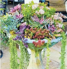  ?? Picture: SUPPLIED ?? GREAT IDEAS: Get inspiratio­n to cheer up your garden at markets and stalls this week