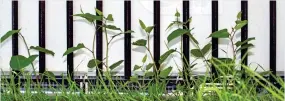  ??  ?? Invader: Japanese knotweed at the Chelsea Flower Show site