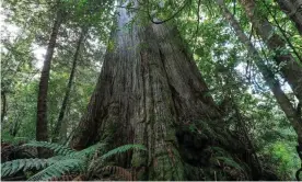  ?? Photograph: Rob Blakers/The Guardian ?? Hardware giant Bunnings has brought forward its commitment to not sell VicForests timber unless it is FSC approved following a federal court order banning logging in 67 coupes.